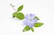 periwinkle flower on white background