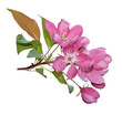Pink spring blossom isolated on white
