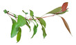 Green branch isolated on white