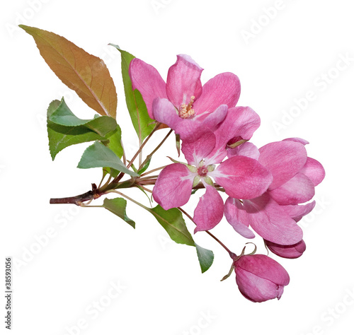 Photo: Pink spring blossom isolated on white Pink spring blossom isolated on white