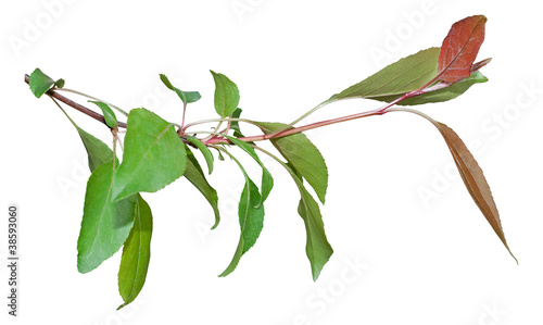 Photo: Green branch isolated on white Green branch isolated on white