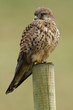 Common European Kestrel