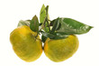 A Pair Of Big Mandarin Oranges