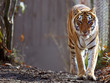 Bengal Tiger at zoo