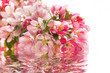 Foto: Pink cherry blossoms. Pink cherry blossoms.