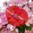 Foto: Pink cherry blossoms. Pink cherry blossoms.