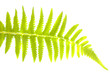 green leaf isolated in white