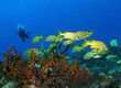 Scuba Diver and School of French Grunts - Cozumel, Mexico