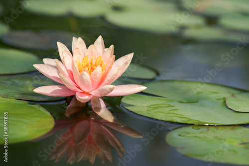 Photo: Lotus Lotus