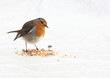 Rouge-gorge en hiver