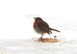 rouge gorge en hiver