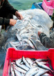 fishers at work fishers at work