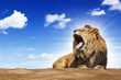 roaring lion