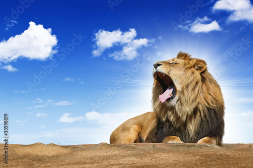Photo: roaring lion roaring lion