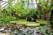 Serre avec les plantestropicales, Parc de la Tête d'or, Lyon