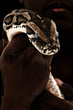 Brown Boa Constrictor in Man's Hand Brown Boa Constrictor in Man's Hand