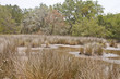 Brown Grasses in Wetland Marsh