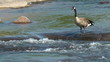 Video: Goose walking on slippery river rock Goose walking on slippery river rock