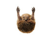 Standing hedgehog