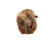 Standing hedgehog