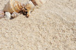 Starfish on the Beach