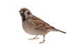 sparrow