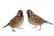 two sparrow