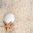 starfish shells summer