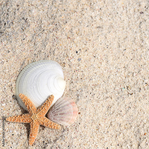 Photo: starfish shells summer starfish shells summer