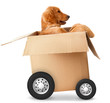 Fast shipment
