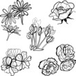 Set of floral design elements -  flowers