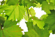 Foto: wein wein
