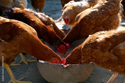 Photo: Free range outdoor raised chickens Free range outdoor raised chickens