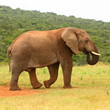 African elephant, South Africa