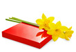 Narcissus and gift box on white