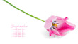 pink tulips on white background. Small  Depth of Field (DOF)