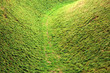 Grass texture