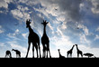 herd of giraffes in the setting sun