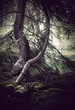 Trees with moss