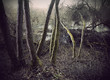 Trees in swamp