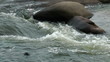 Video: Rapids closeup Rapids closeup