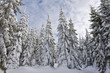 snowy forest