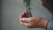 man tries to untangle Christmas ornament hangers