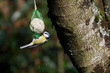 MÃ©sange bleue (Cyanistes caeruleus)