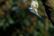 MÃ©sange bleue (Cyanistes caeruleus)