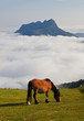 horses in the natural park of Aiako Harriak, Gipuzkoa