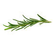 Rosmarin freigestellt - Rosemary isolated 10