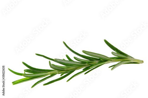 Photo: Rosmarin freigestellt - Rosemary isolated 10 Rosmarin freigestellt - Rosemary isolated 10