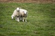 Moutons