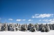 Forêt sous un ciel bleu